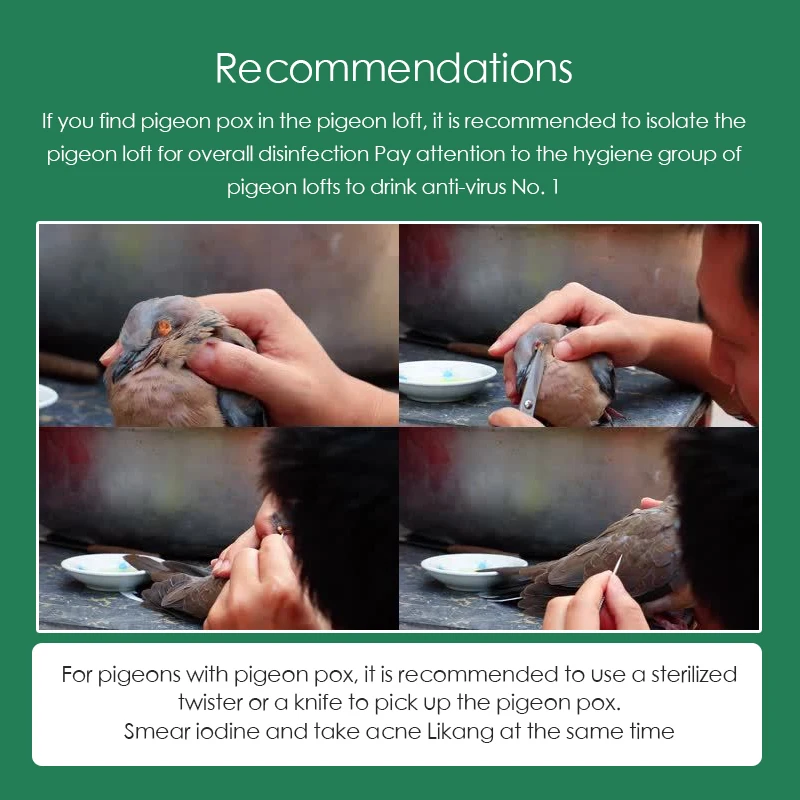 100 Tablets/Box Pigeon Pox Ora - đánh giá và giá Vitamin D3 Reptile